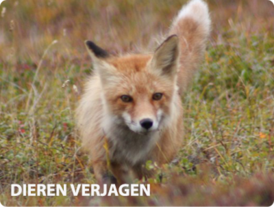 Roofdieren verjagen kippenhok
